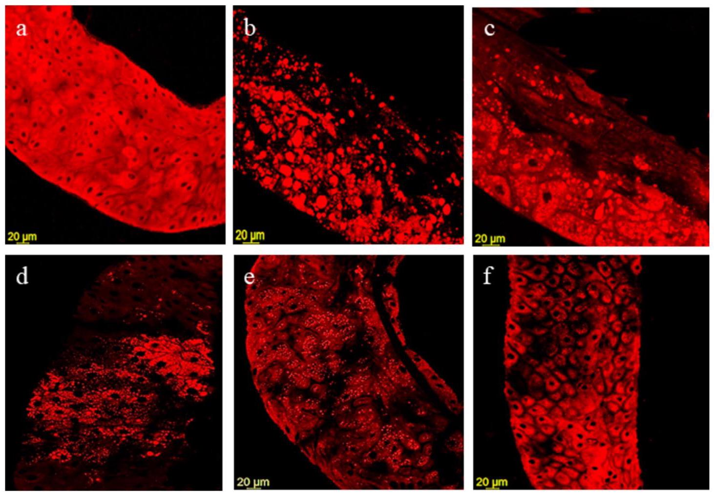 Fig. 9: Nile red staining