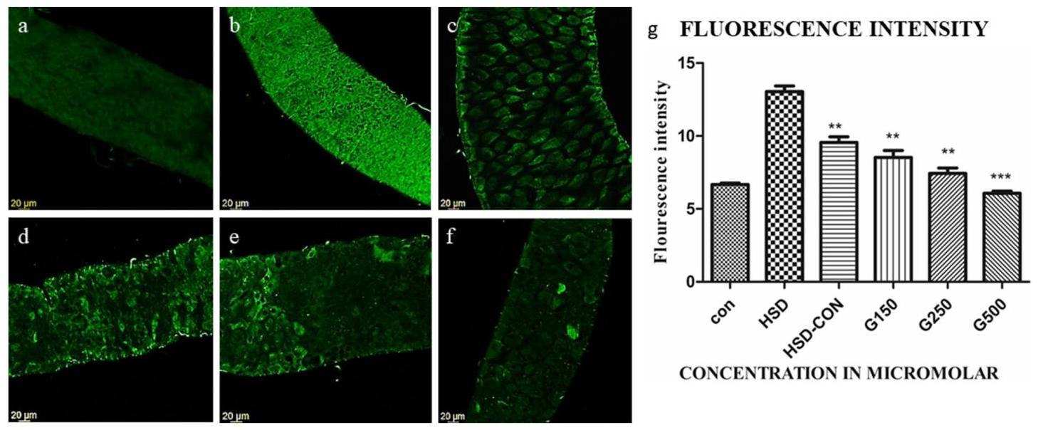 Fig. 10: DCFH-DA staining for ROS
